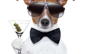A dog (terrier) holds a martini (alcoholism) while wearing sunglasses and a black bow tie